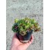 Ешеверия (Sempervivum)